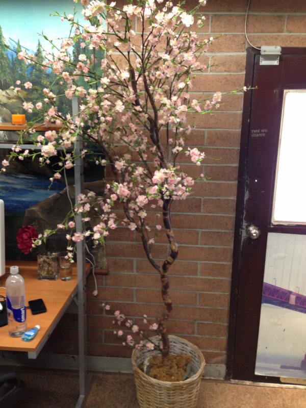 7' Cherry Blossom Tree